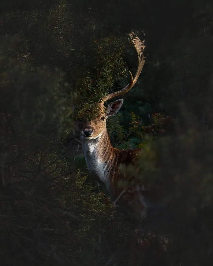 Oh Deer