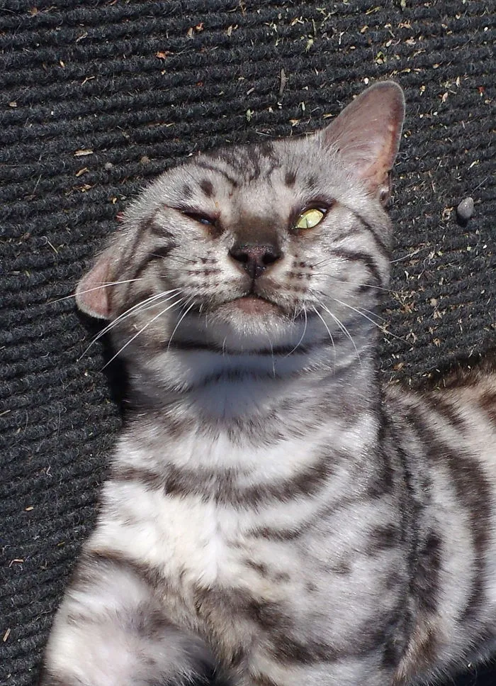 Benji