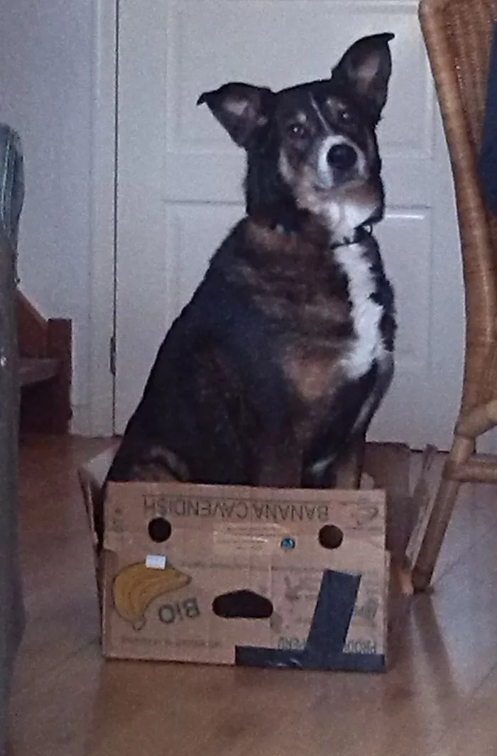 If I Fits... Even Though I'm Not A Cat