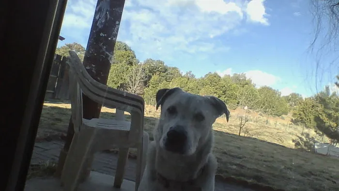 Henlo! Food Please!