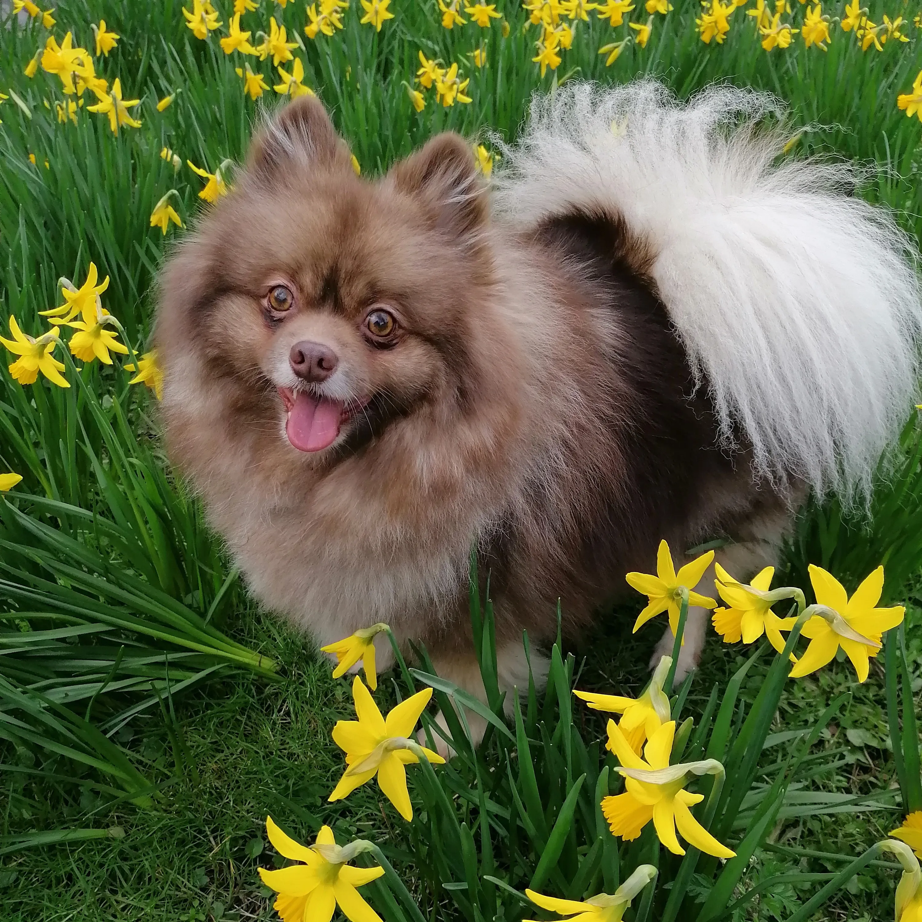 This Is My Dog Phoenyx