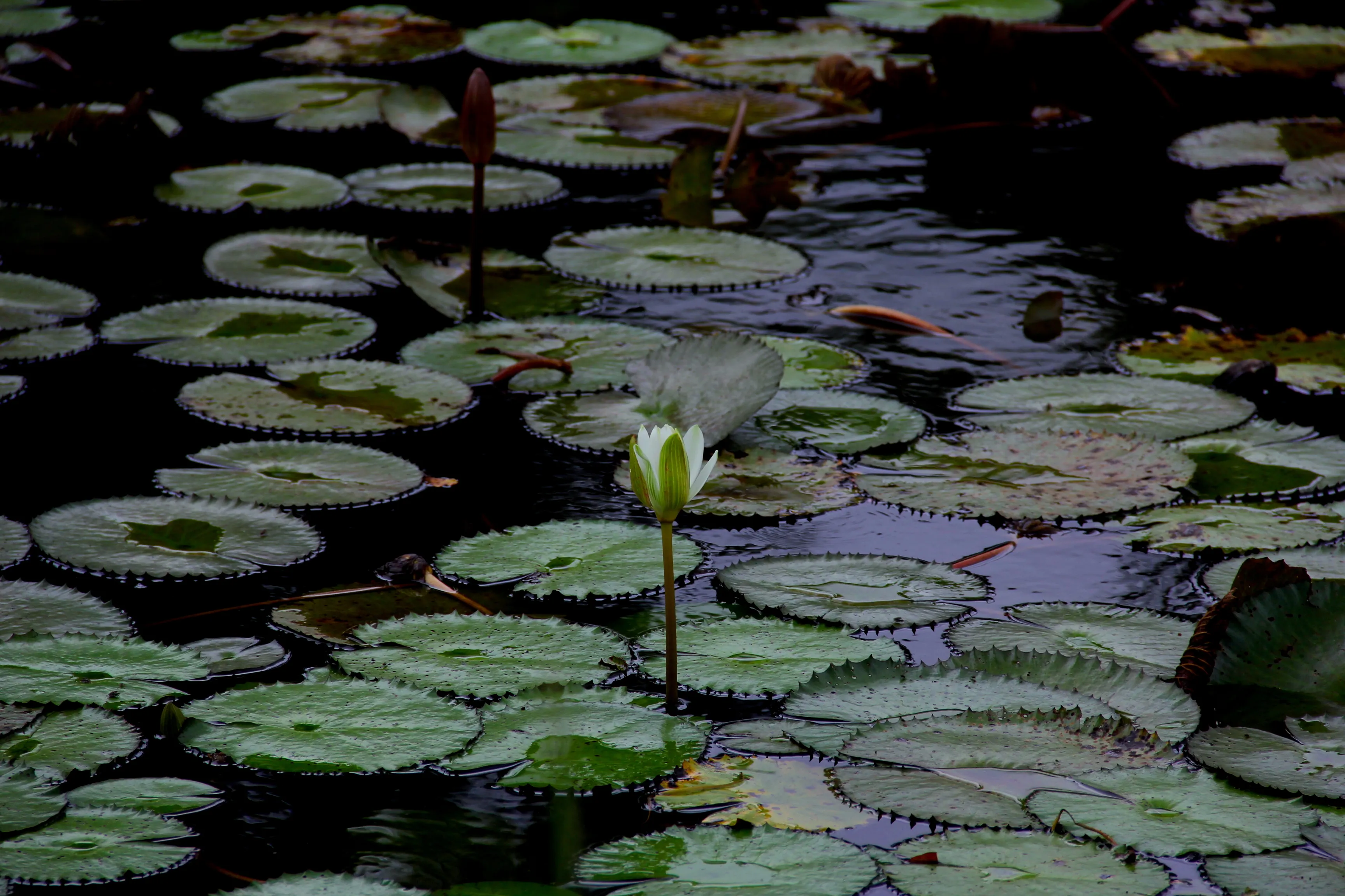 Water Lilly- One Who Is Fallen In Love With The Moon