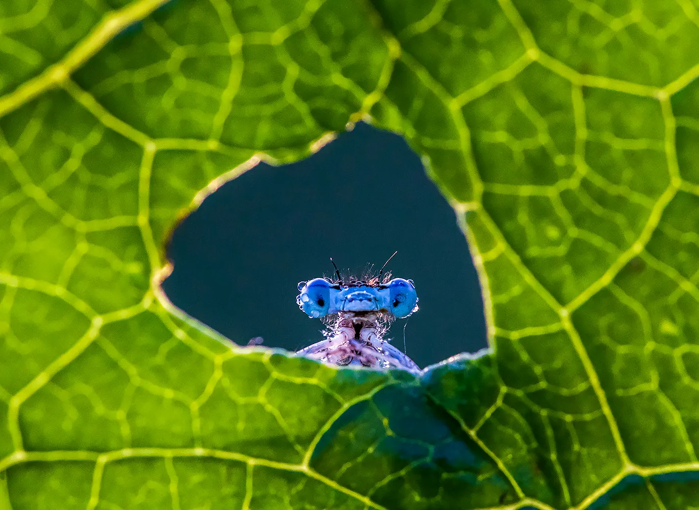 My Quest For Special Damselfly Photos