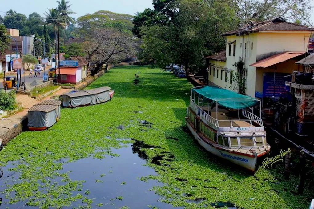 Blessed With Paradise - Fringed Backwaters.