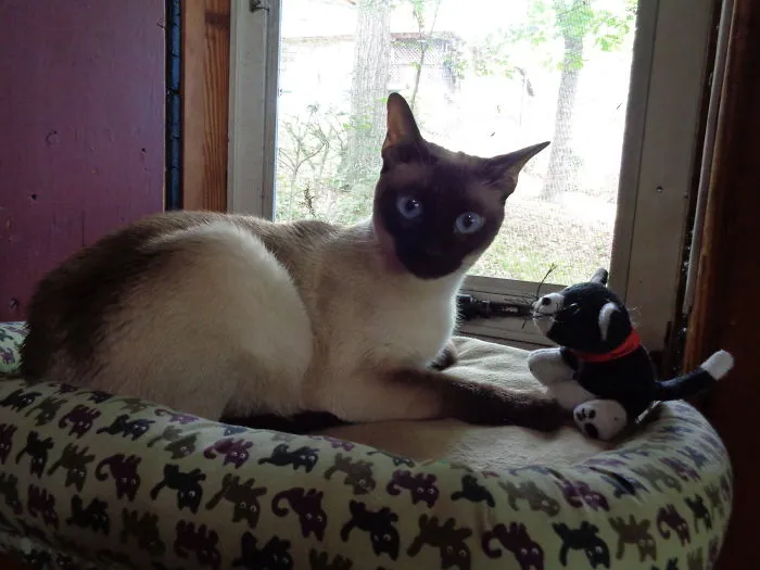 Lucy And Her Kitty, Right Before She Went Into Cannonball Mode