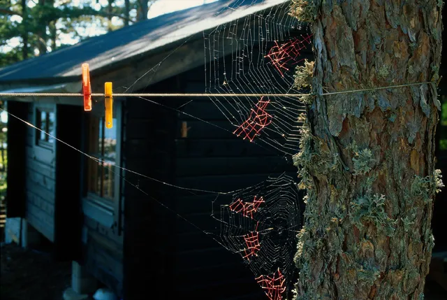 She Tried Mending Spiderwebs With Yarn ...