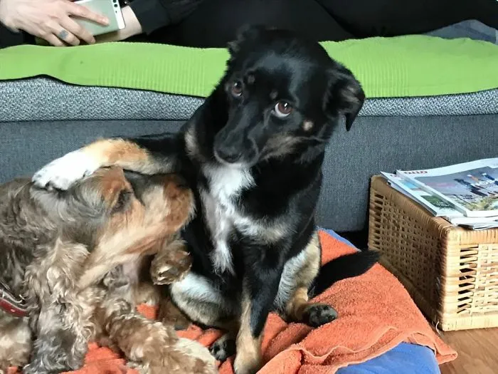 Meet My Beautiful Doggo Milka (The Black One) An Her Best Friend Rocky