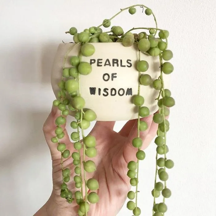 I Handmade Ceramic Planters With Witty Puns (29 New Pics)