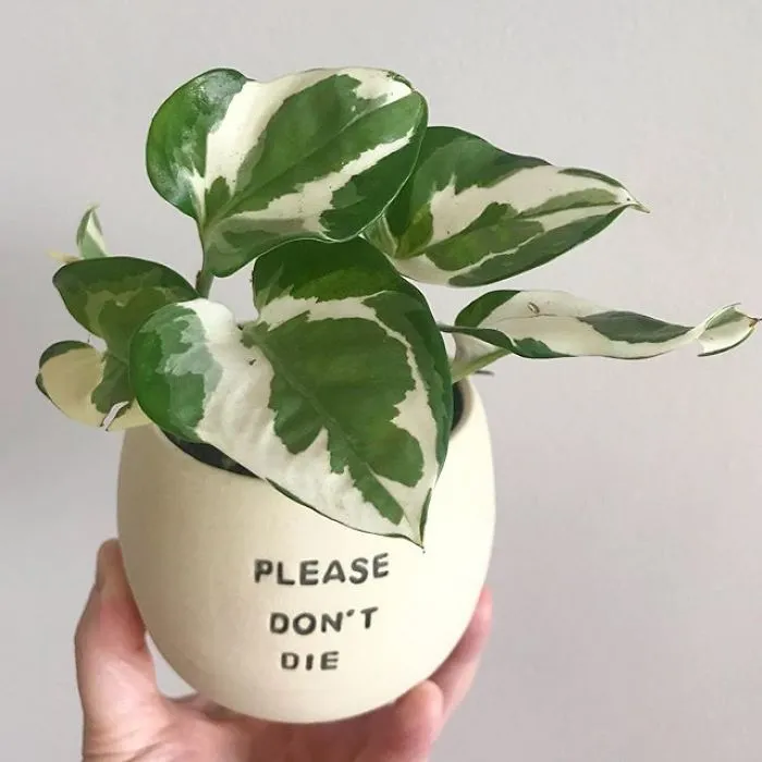 I Handmade Ceramic Planters With Witty Puns (29 New Pics)