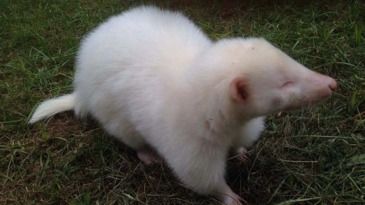 Snowy Is Adorable Playful Albino Skunk