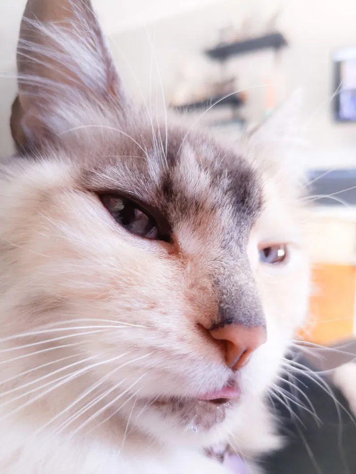 A Majestic Photo Of Nim With Both A Blehp And A Drop Of Water On Her Lip