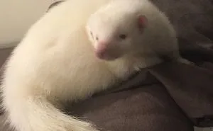 Snowy The Albino Skunk