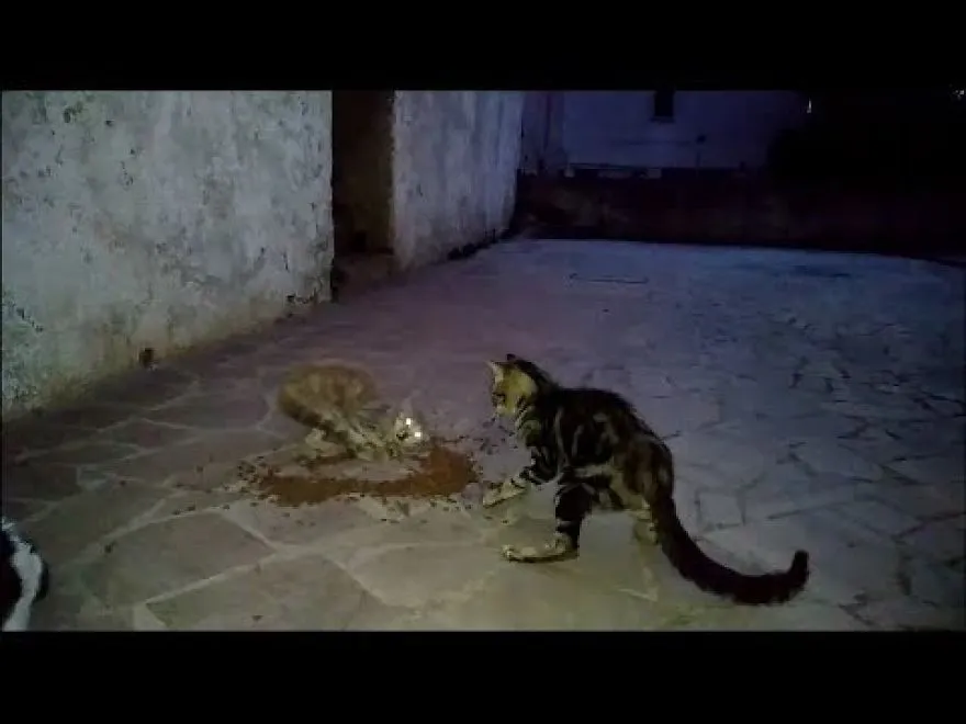 Cats Fighting During Eating So Heavy
