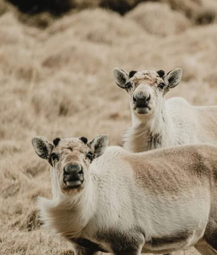 Curious Guys With Fresh Antlers