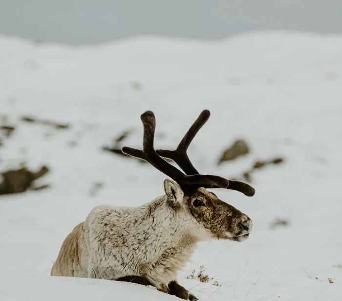 Adult Male In The Snow