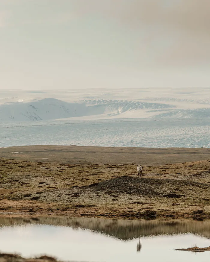 Breidamerjokull And Reflection