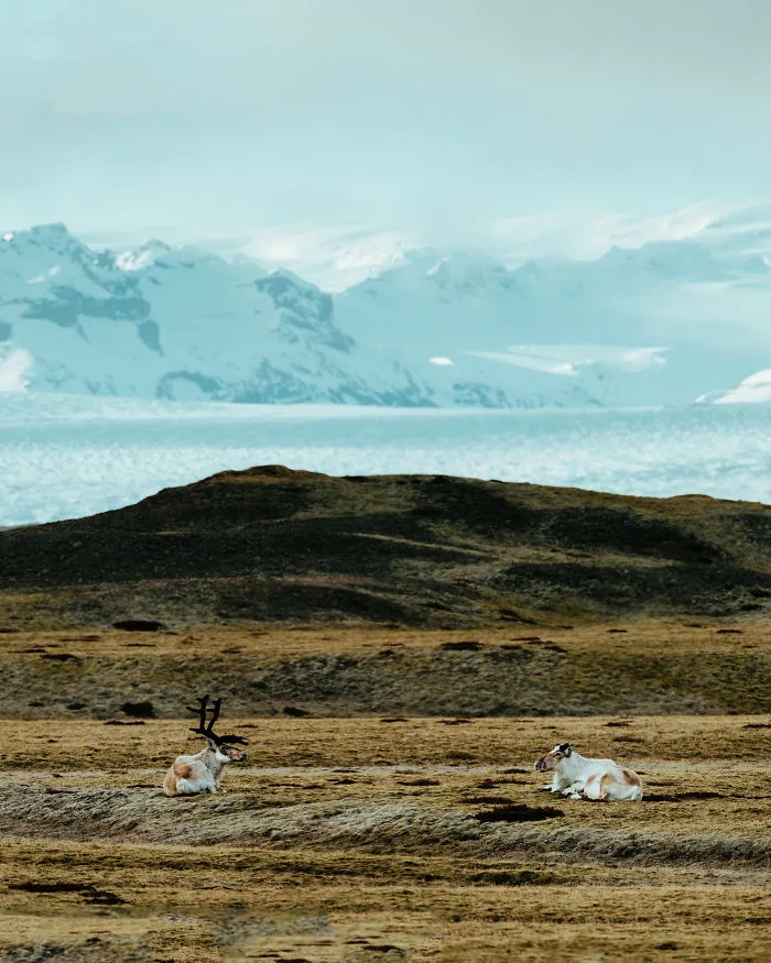 Icelandic Gothic