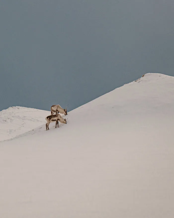 Looking For Food In The Snow