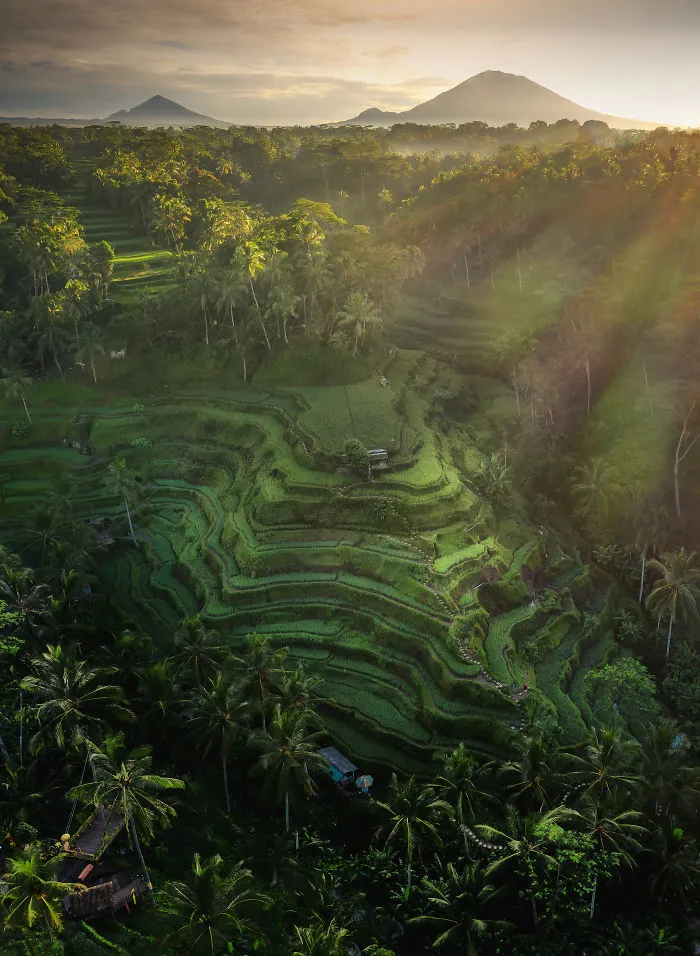 Rice Paradise