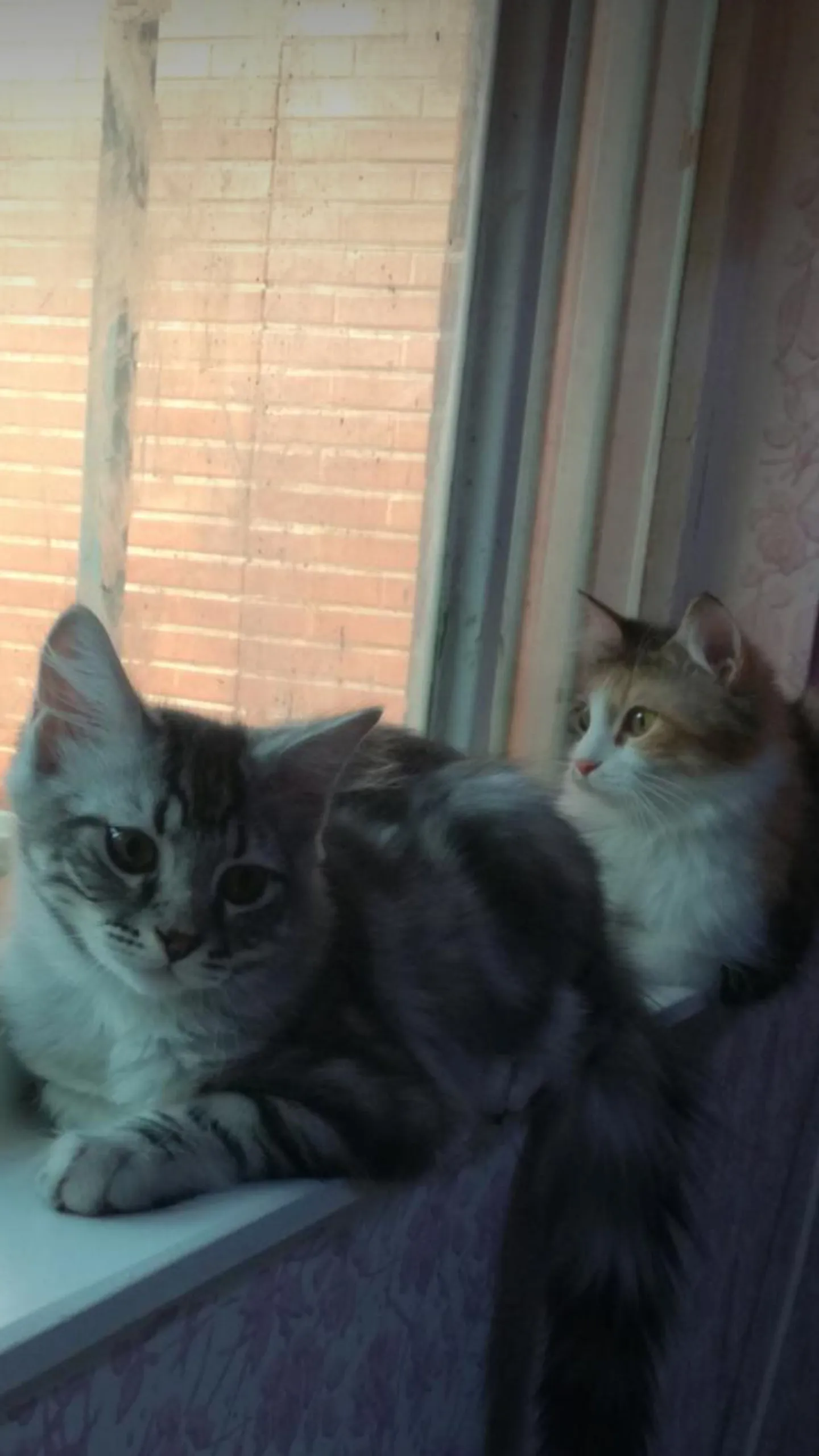 My Cats Beside The Window