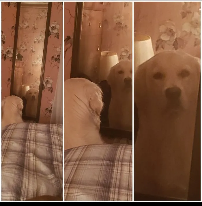 When She's Mad That There's A Different Dog Curled Up Next To You
