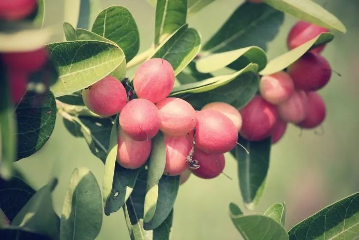 These Fruits Are Called ‘Miracle Berry’. The Properties Of This Fruit Bind To Your Tongue Which Changes The Taste Of Other Foods. For Example If You Eat A Lemon After Eating A Miracle Fruit It Will No Longer Taste Sour Instead It Will Be Sweet