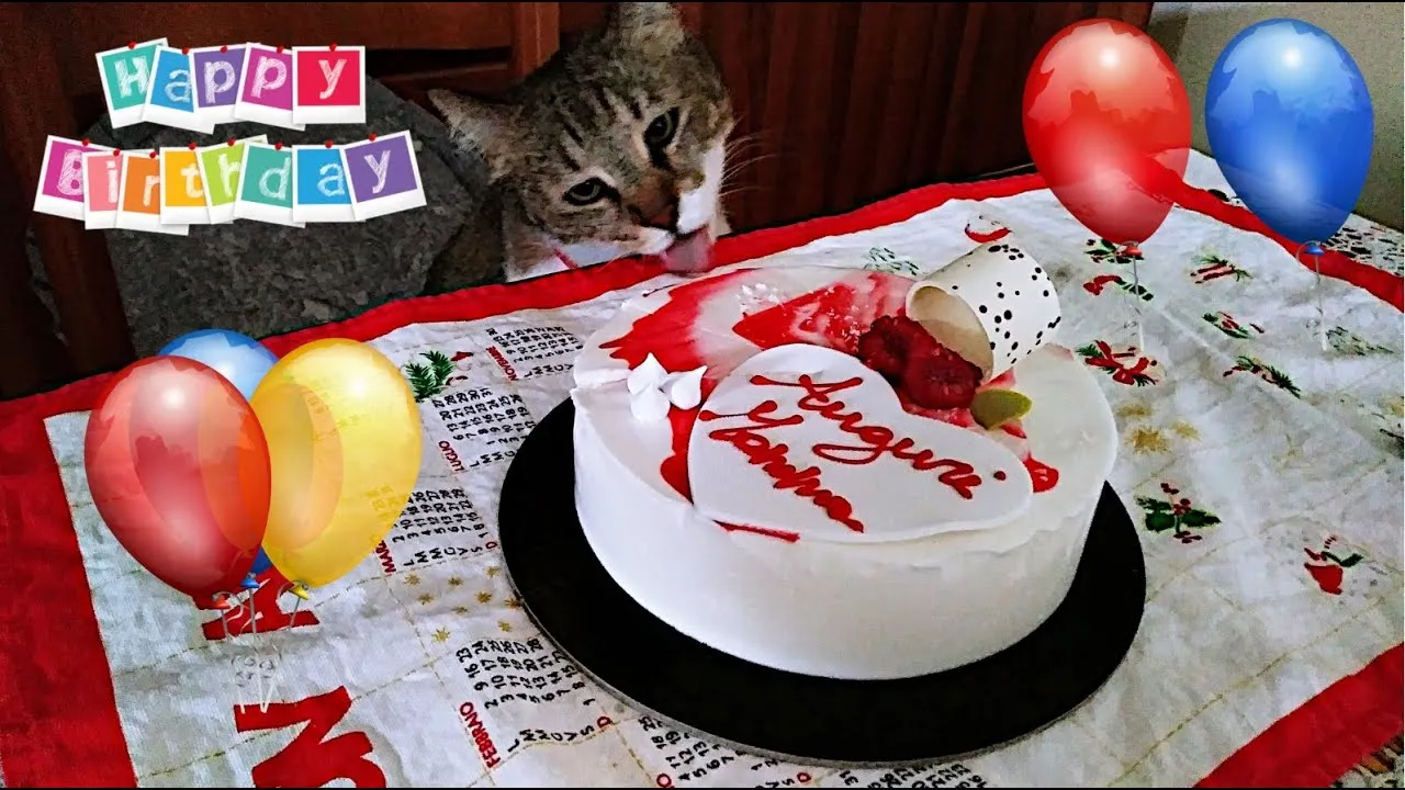 Happy Birthday To Rosetta Cat