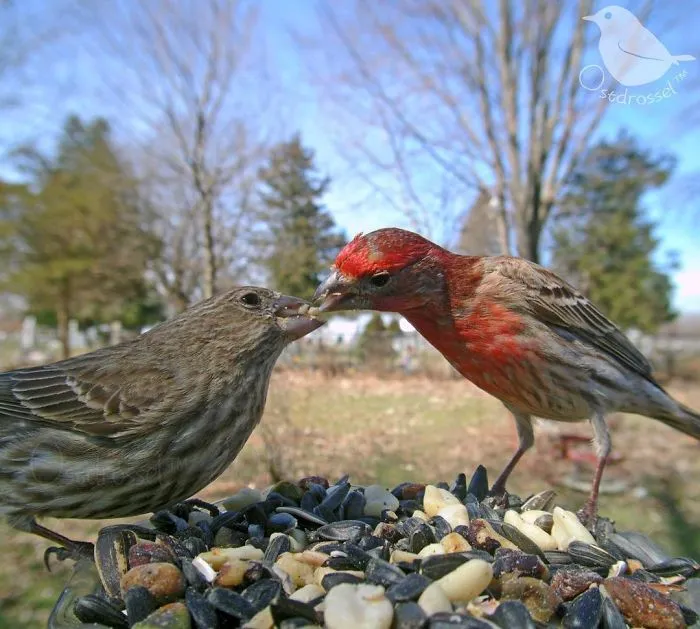 Woman Sets Up A Feeder Cam In Her Yard And The Photos Are Extraordinary (30 New Pics)
