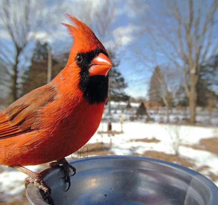 Woman Sets Up A Feeder Cam In Her Yard And The Photos Are Extraordinary (30 New Pics)