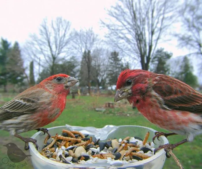 Esta mujer tiene un fotomatón para pájaros en su jardín, y los resultados son extraordinarios (30 nuevas fotos)