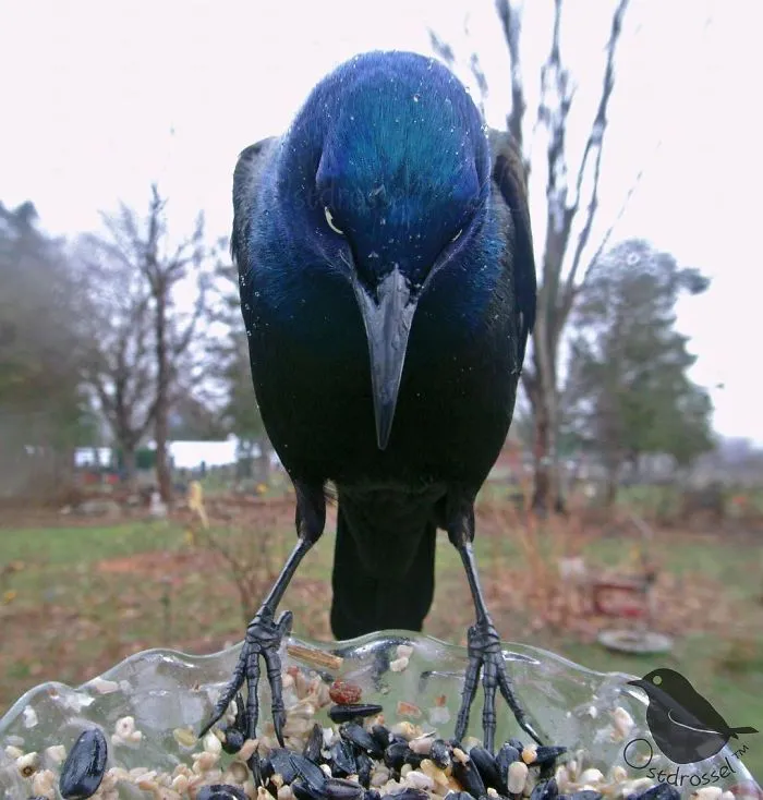 Woman Sets Up A Feeder Cam In Her Yard And The Photos Are Extraordinary (30 New Pics)
