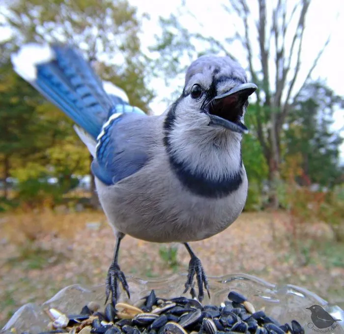Woman Sets Up A Feeder Cam In Her Yard And The Photos Are Extraordinary (30 New Pics)