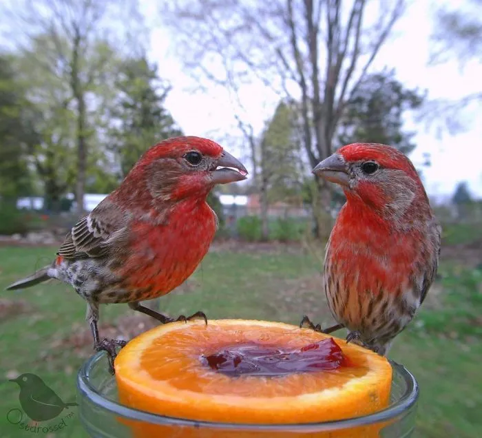 Esta mujer tiene un fotomatón para pájaros en su jardín, y los resultados son extraordinarios (30 nuevas fotos)