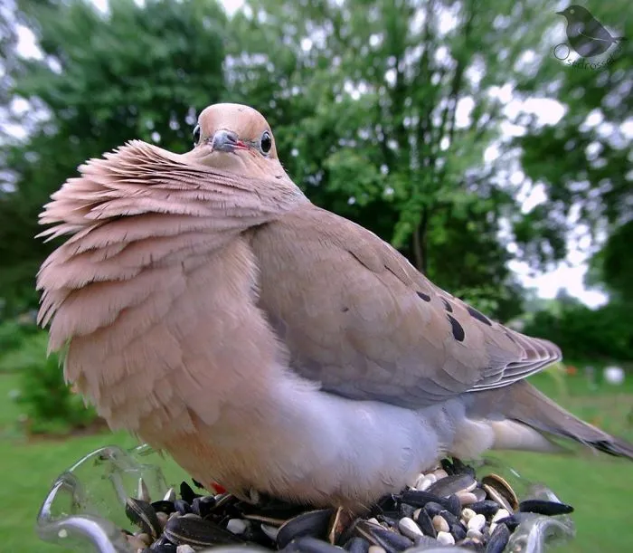 Woman Sets Up A Feeder Cam In Her Yard And The Photos Are Extraordinary (30 New Pics)