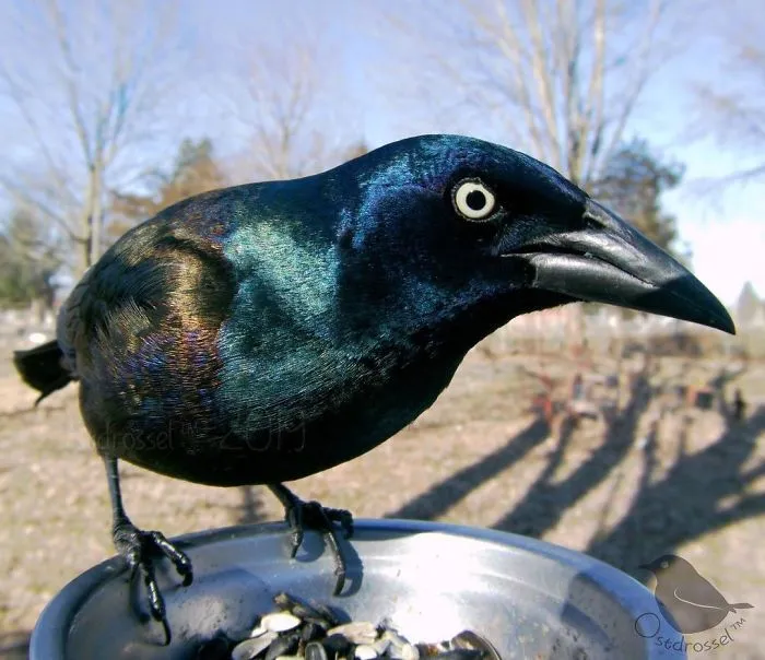 Woman Sets Up A Feeder Cam In Her Yard And The Photos Are Extraordinary (30 New Pics)