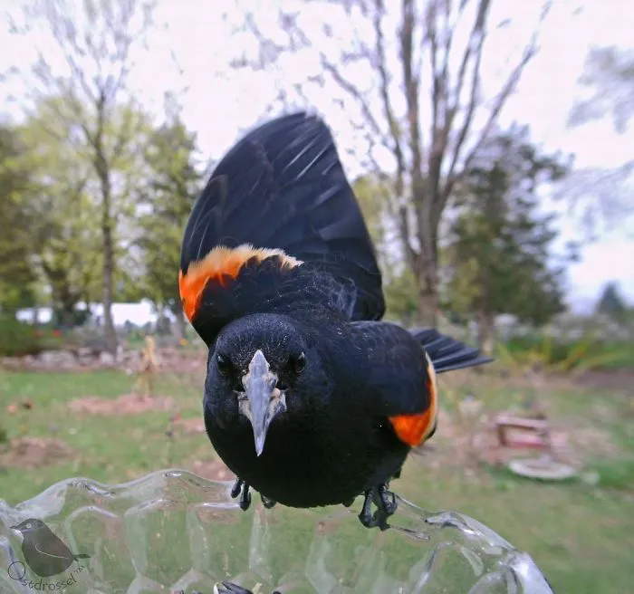 Esta mujer tiene un fotomatón para pájaros en su jardín, y los resultados son extraordinarios (30 nuevas fotos)
