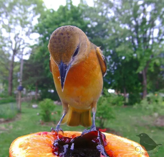 Woman Sets Up A Feeder Cam In Her Yard And The Photos Are Extraordinary (30 New Pics)