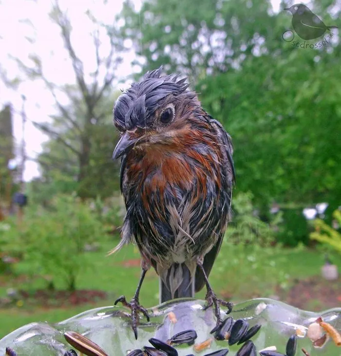 Esta mujer tiene un fotomatón para pájaros en su jardín, y los resultados son extraordinarios (30 nuevas fotos)