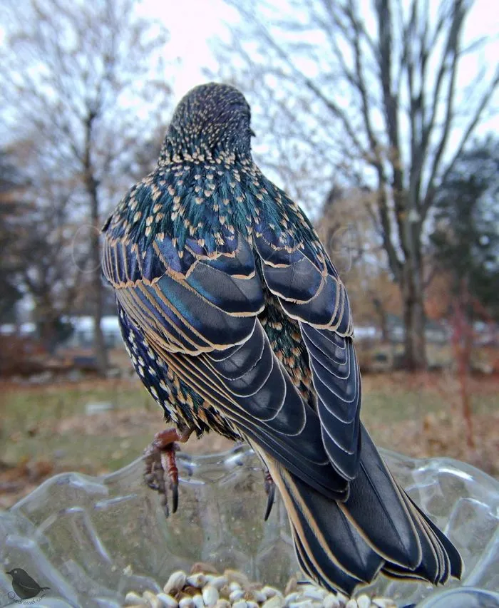 Woman Sets Up A Feeder Cam In Her Yard And The Photos Are Extraordinary (30 New Pics)