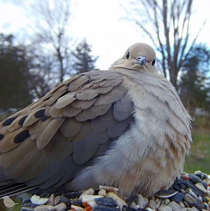 Woman Sets Up A Feeder Cam In Her Yard And The Photos Are Extraordinary (30 New Pics)