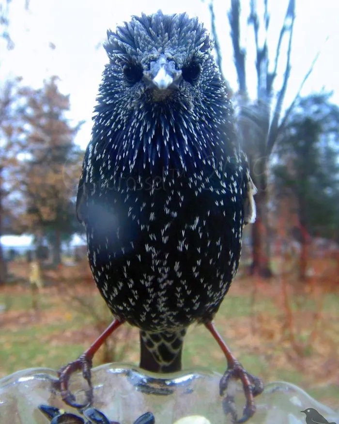 Woman Sets Up A Feeder Cam In Her Yard And The Photos Are Extraordinary (30 New Pics)