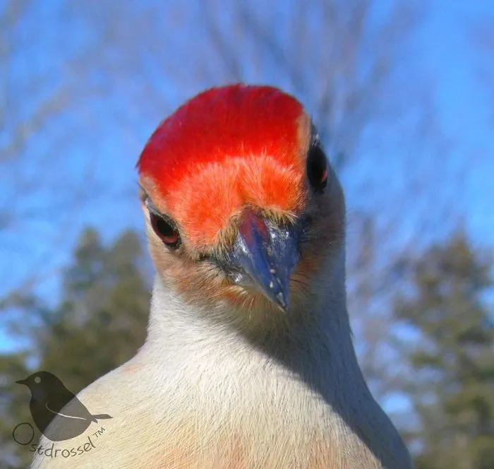 Woman Sets Up A Feeder Cam In Her Yard And The Photos Are Extraordinary (30 New Pics)