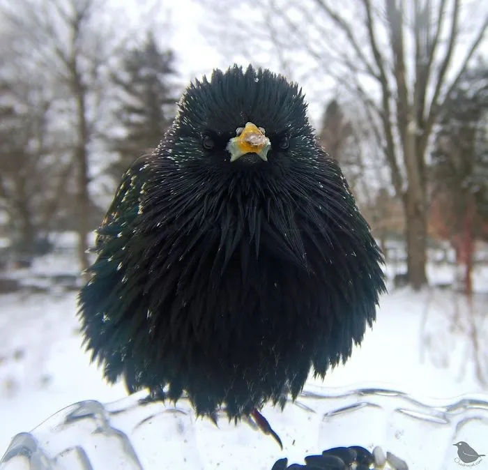 Woman Sets Up A Feeder Cam In Her Yard And The Photos Are Extraordinary (30 New Pics)