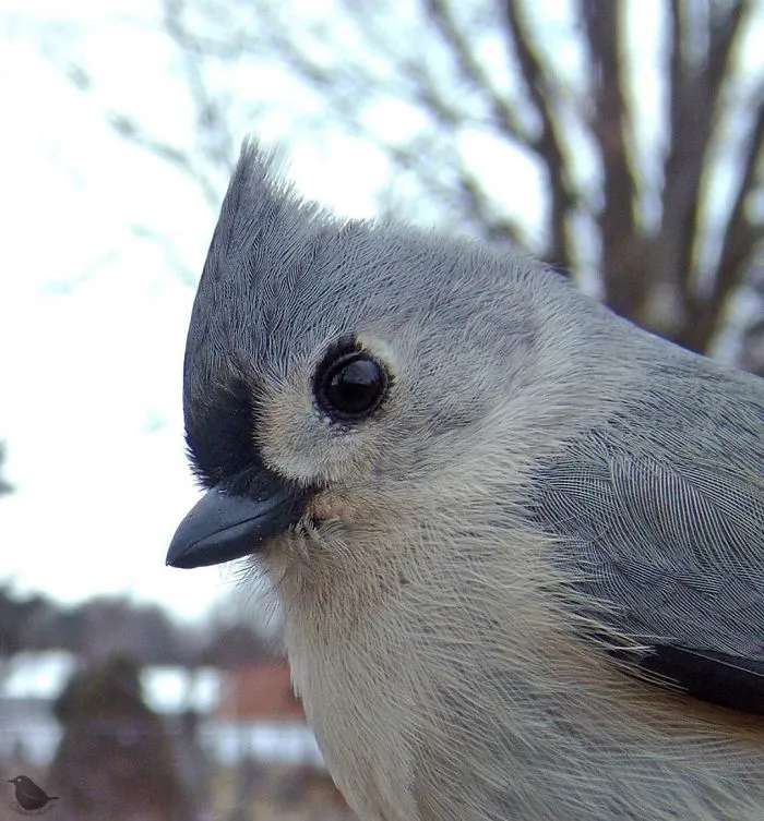 Woman Sets Up A Feeder Cam In Her Yard And The Photos Are Extraordinary (30 New Pics)