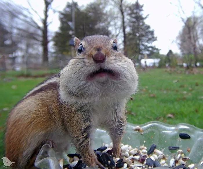 Woman Sets Up A Feeder Cam In Her Yard And The Photos Are Extraordinary (30 New Pics)