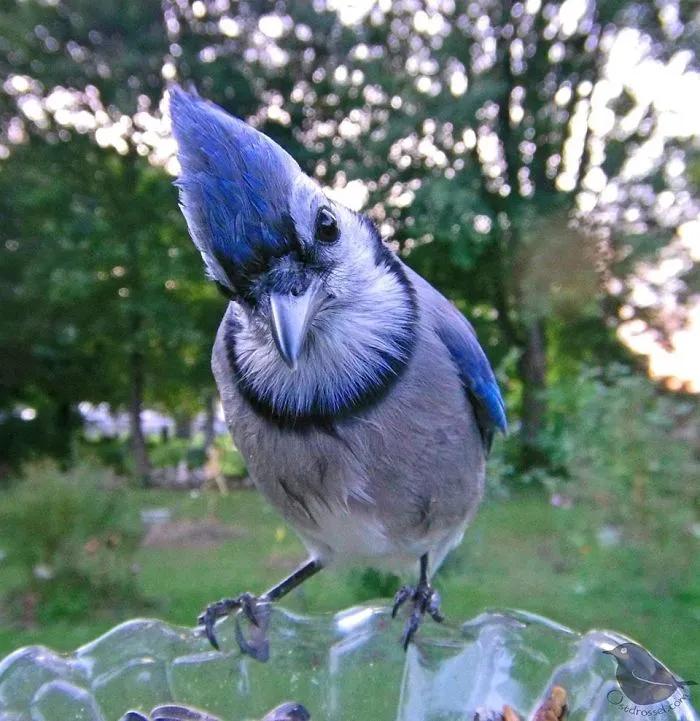 Woman Sets Up A Feeder Cam In Her Yard And The Photos Are Extraordinary (30 New Pics)