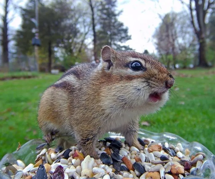 Woman Sets Up A Feeder Cam In Her Yard And The Photos Are Extraordinary (30 New Pics)