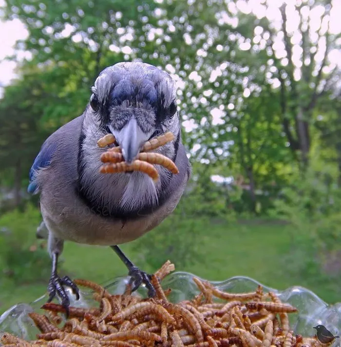 Esta mujer tiene un fotomatón para pájaros en su jardín, y los resultados son extraordinarios (30 nuevas fotos)