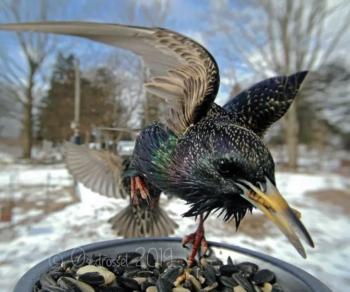 Esta mujer tiene un fotomatón para pájaros en su jardín, y los resultados son extraordinarios (30 nuevas fotos)