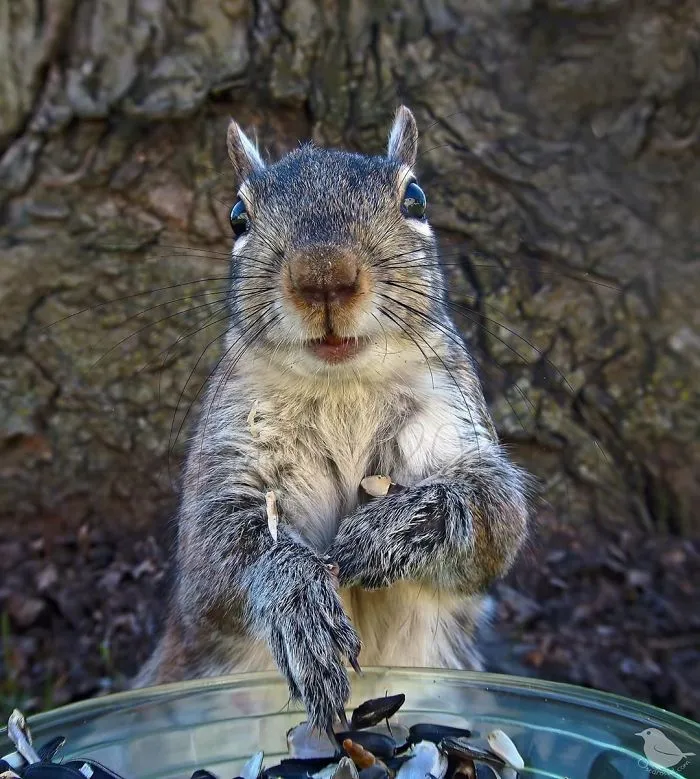 Woman Sets Up A Feeder Cam In Her Yard And The Photos Are Extraordinary (30 New Pics)